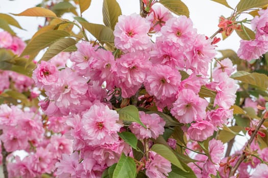 pink blossoming sakura branches large texture as background. photo