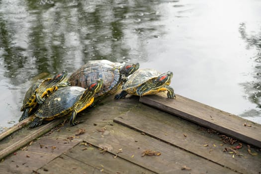 a group of turtles on a pond. photo
