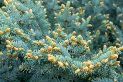 Background of green pine branches large texture. photo