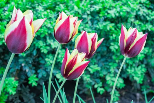 Red tulips close-up on a beautiful background. photo