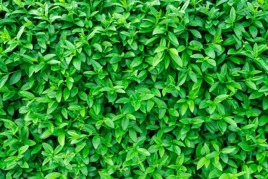 Background of green shrub leaves large texture. photo