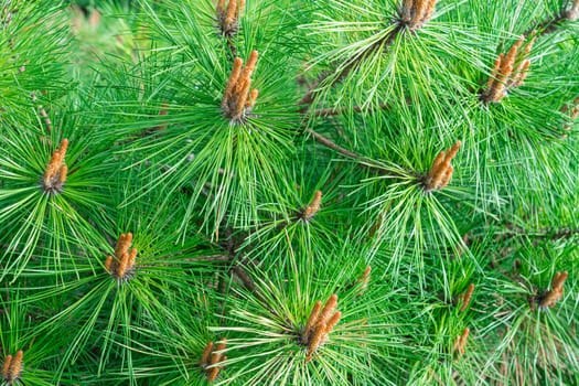 Background of green pine branches large texture. photo