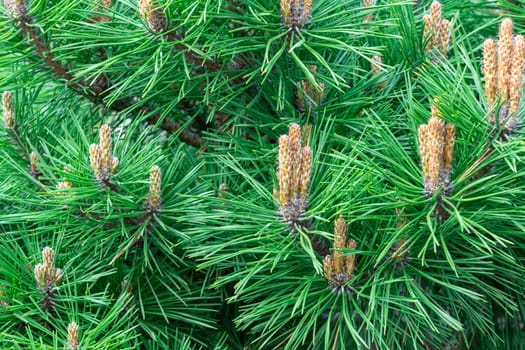 Background of green pine branches large texture. photo