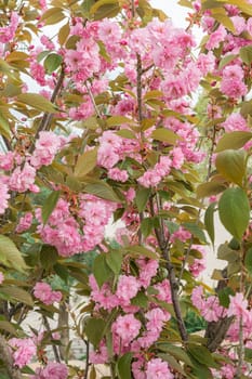 pink blossoming sakura branches large texture as background. photo