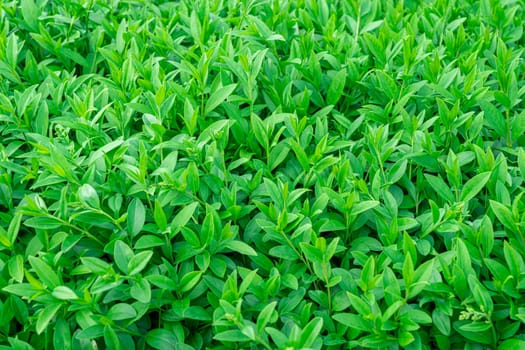 Background of green shrub leaves large texture. photo