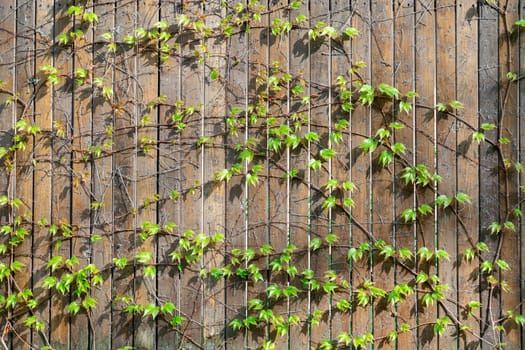 wild decorative grapes on a wooden frame. photo