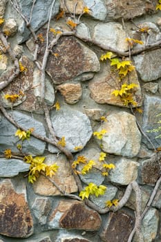wild ornamental grapes on a stone frame. photo