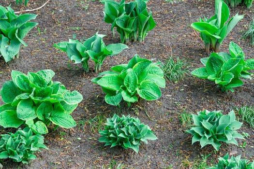 young lily bushes hosts in the garden. photo