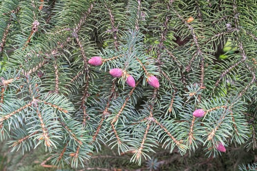 Background of green pine branches large texture. photo