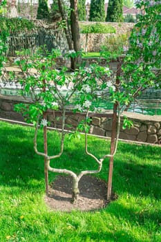 decorative tree in the garden as a background. photo