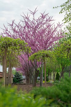 decorative tree in the garden as a background. photo