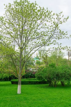 trees in a beautiful manicured park as a background. photo