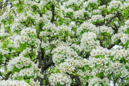 Blooming pear branches close-up on a beautiful background. photo