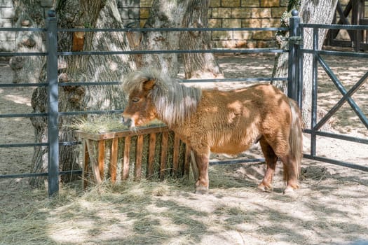 American miniature pony horse at the feeder in the paddock. photo