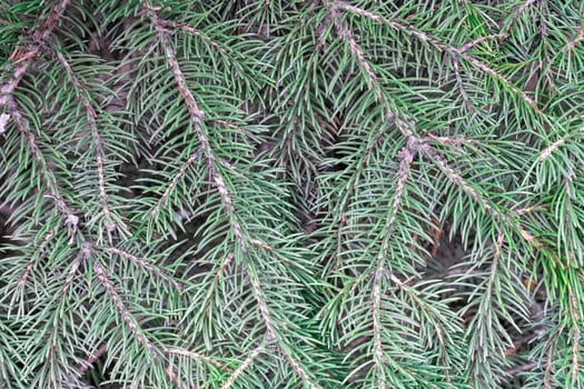 Background of green pine branches large texture. photo