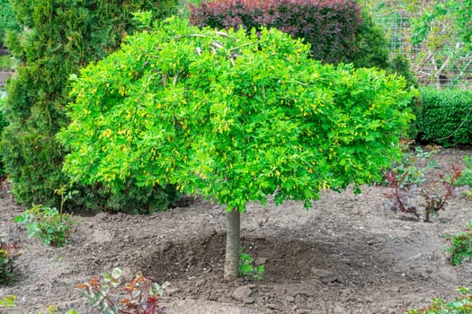 decorative tree in the garden as a background. photo