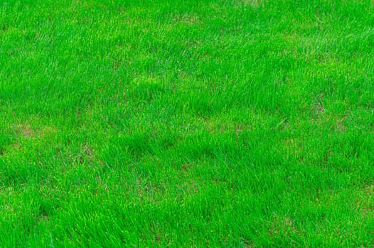 green grass close-up as a background for the whole frame. photo
