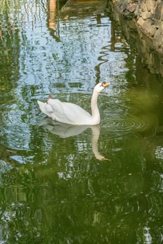 a white swan with its head raised on a pond. photo