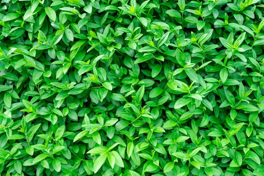 Background of green shrub leaves large texture. photo