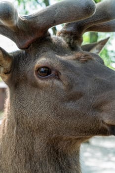 Portrait of a deer with young horns close-up. photo