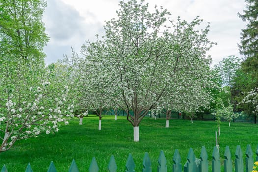 apple orchard on a blue sky background. photo