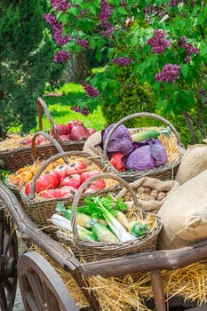 an old village cart with pumpkins on a beautiful background. photo