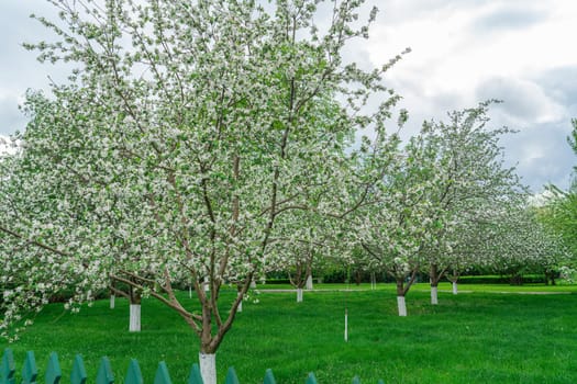 apple orchard on a blue sky background. photo