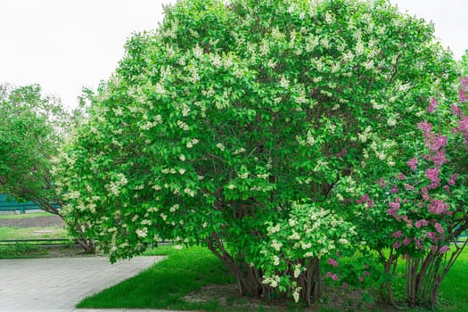 a blooming branch of lilac is large isolated on the background. photo