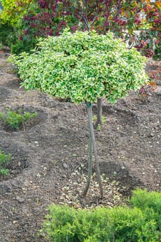 decorative tree in the garden as a background. photo