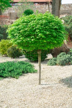 decorative tree in the garden as a background. photo