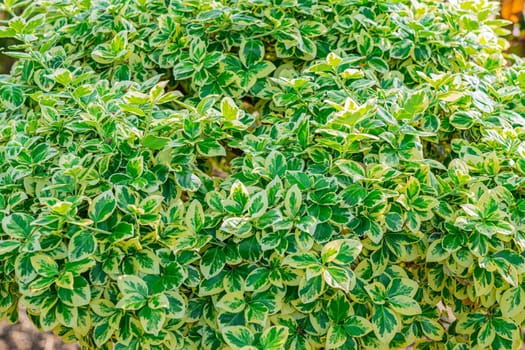 Background of multicolored shrub leaves large texture. photo