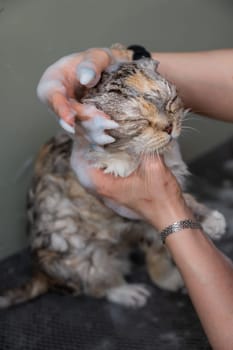 Woman shampooing a tabby gray cat in a grooming salon