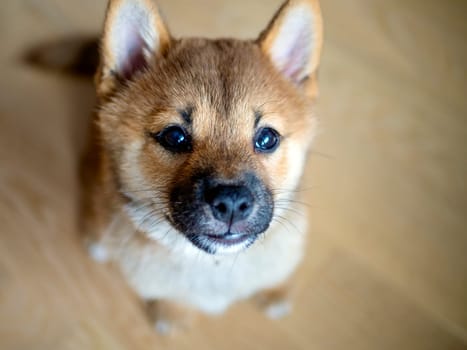 Selective focus. Portrait of cute Shiba Inu small dog, puppy, Close up. Dogecoin. Red-haired Japanese dog smile portrait. Illuminating color, cryptocurrency, electronic money. Photo for postcard