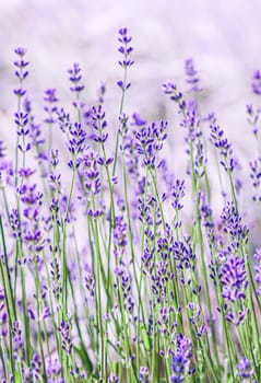 Background from violet lavender in the garden. Soft focus