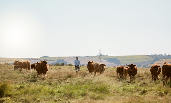 Farm, cow and countryside field for agriculture industry, cattle farming and sustainable environment. Cows, livestock and animals ecology for eco friendly land growth, beef meat or milk production.