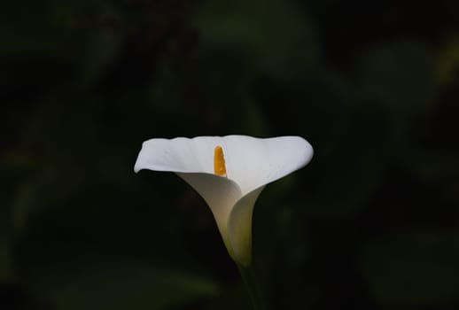 Zantedeschia aethiopica. A close-up shot of a beautiful white flower with a vibrant yellow center nestled amongst lush green foliage in the background