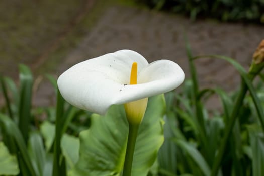Zantedeschia aethiopica. A close-up shot of a beautiful white flower with a vibrant yellow center nestled amongst lush green foliage in the background