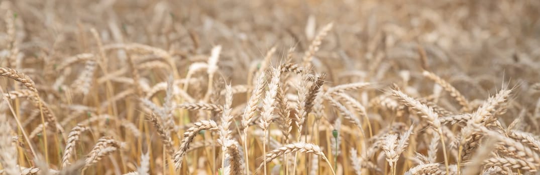 Golden ripe ears of wheat on nature in summer field at sunset rays of sunshine, close-up macro.