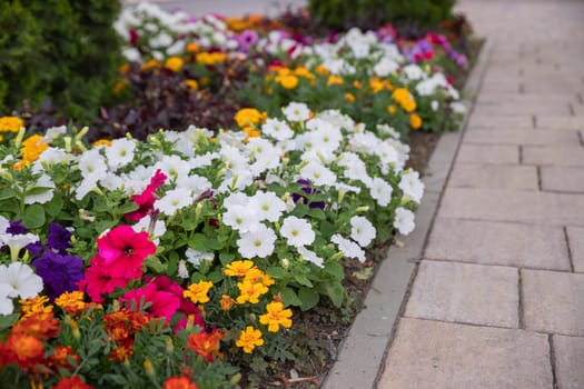Overhead view of a cultivated field of many orange, yellow and white petunia flowers. Floral background, backdrop or wallpaper. Natural outdoor lighting. No people present.