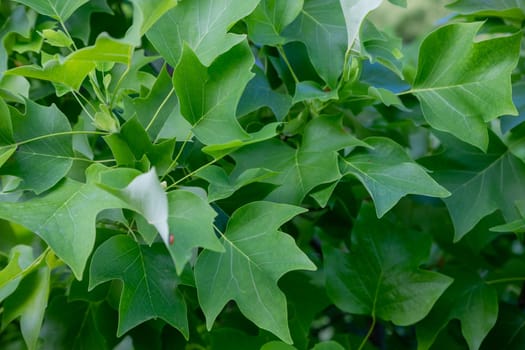 Green Lush Natural Background of Sycamore Leaves. Maple Leaves . Beautiful Garden Foliage Texture or Leaf Pattern Top View