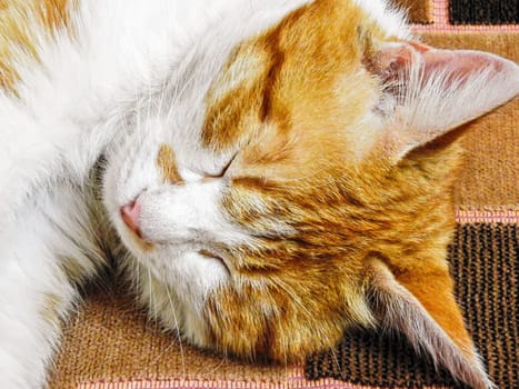 sleeping cat close-up on the sofa horizontally. photo