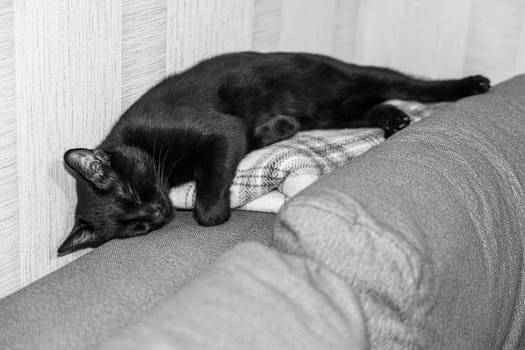 sleeping cat close-up on the sofa horizontally. photo