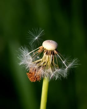 Spring image of dandelion on green blurred background, detailed image of dandelion