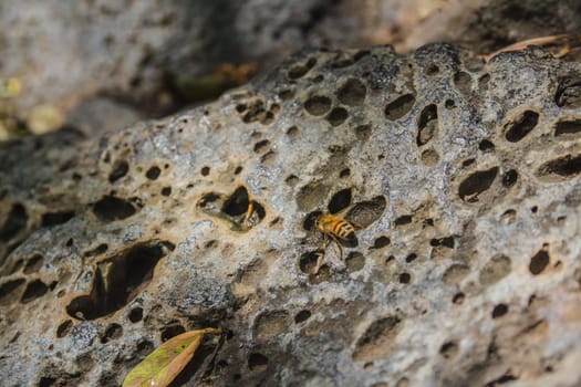 Bee drinking water from drops on a perforated rock.