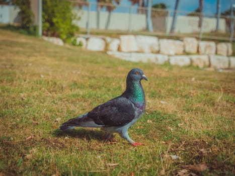 Pigeon walking on the green grass. Close up on dove in the park of Tel Aviv Port commercial district on a sunny summer day.