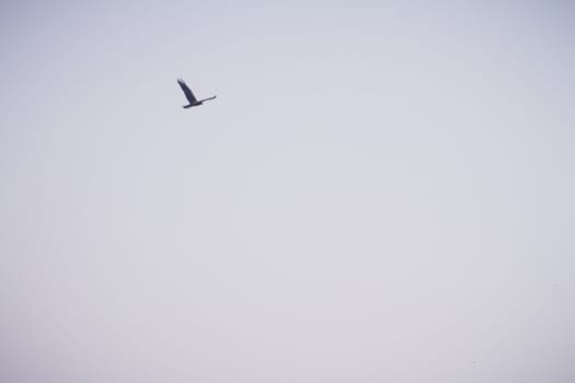 Western marsh harrier flying in the sky. Low angle view with copy space.