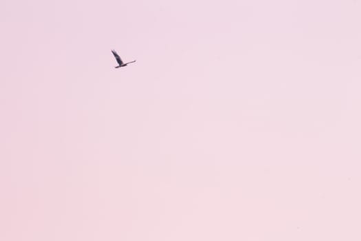 Western marsh harrier flying in the sky. Low angle view with copy space. Pink tone.