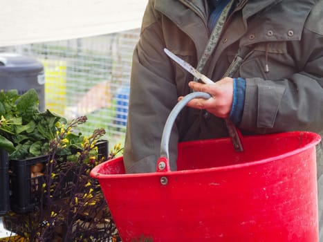 woman farmer harvesting spring veggies from organic vegetable garden hires image