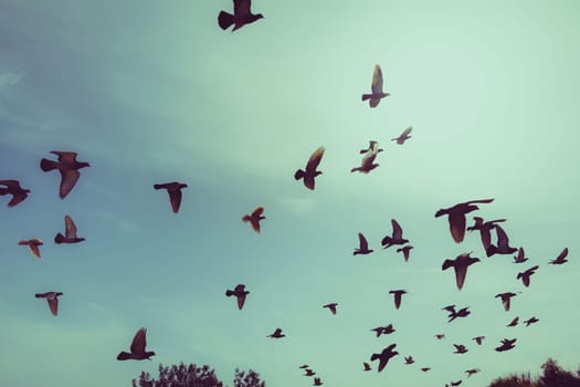 Silhouettes of flying pigeons in the skies.