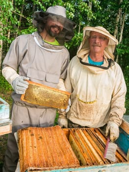 Portrait of two male beekeeper working in an apiary near beehives with bees. Collect honey. Beekeeper on apiary. Beekeeping